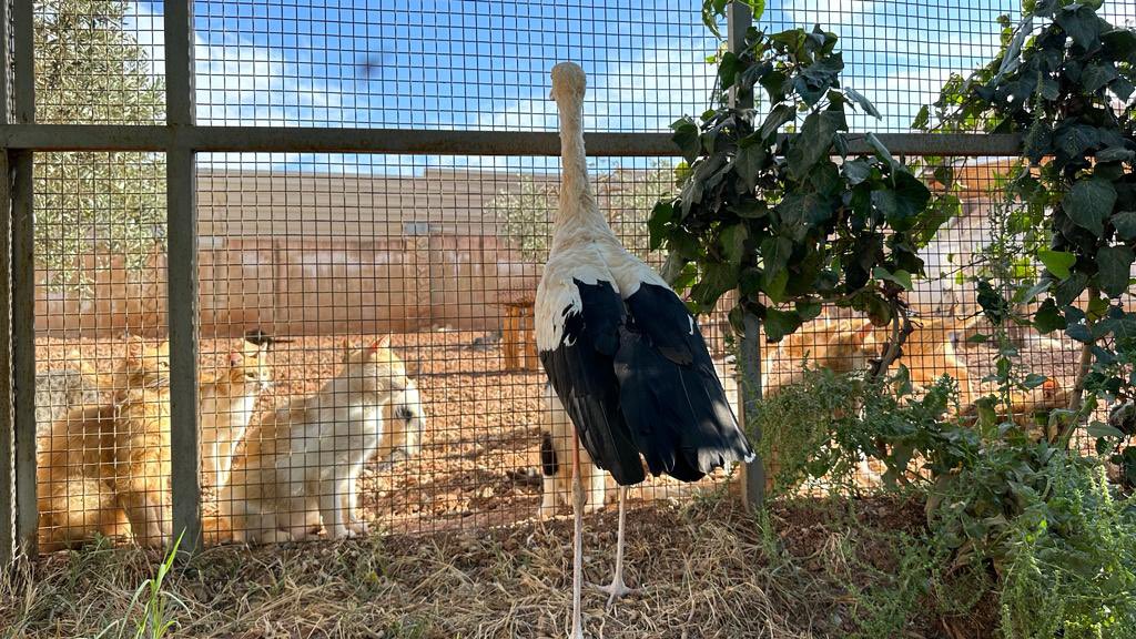 Our beautiful stork is almost ready to fly again and is starting to rehearse . 
we hope she waits for the migration period, but we are not going to put her in a cage, we hope the romance with this ginger kitty slows her down a bit.