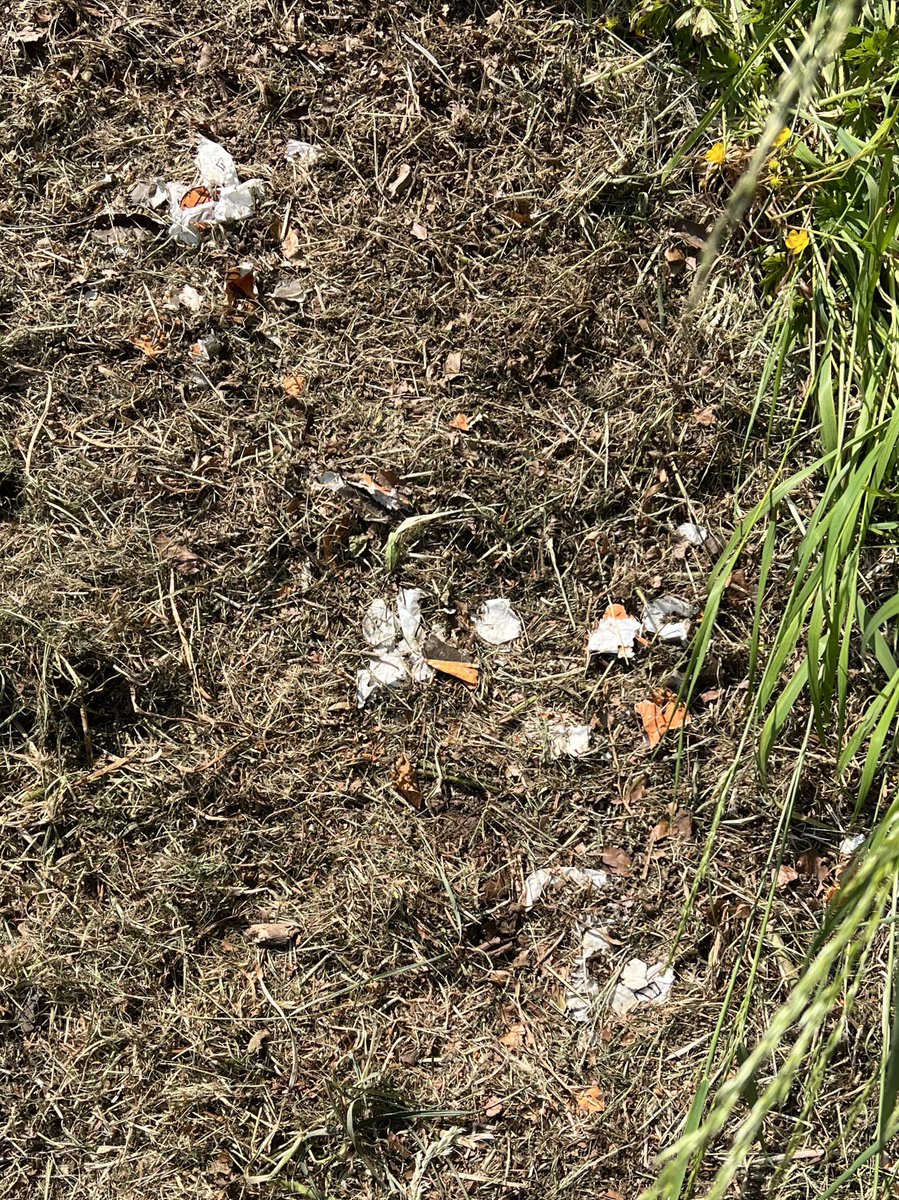 Early litter pick yesterday morning, 1 hour turned into 3 on Pickford Way and around Allesley Village roundabout with huge amounts of shredded litter from the grass cutting… <a href="/coventrycc/">Coventry City Council</a> <a href="/KeepBritainTidy/">Keep Britain Tidy</a> #litter #KeepBritainTidy