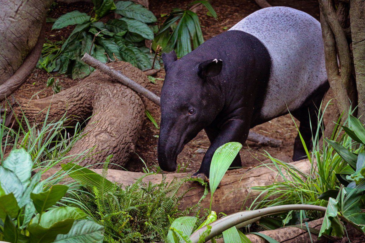 We’re ready to start introducing our animals inside the Lied Jungle to life with visitors again. This week, we’d like your help in getting them acclimated. For more information on hours: omahazoo.com/lied-jungle