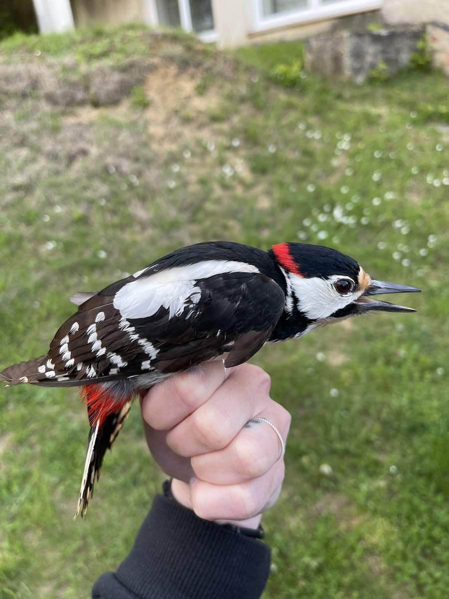 Hi! 

I am Alča Fišerová and I am a PhD student at <a href="/JihoceskaUni/">Jihočeská univerzita</a> 🧑🏻‍🎓. I am interested in interspecific interactions of European woodpeckers and their feeding ecology 🌲🌳. 
I am a member of <a href="/Cke_CZ/">Czech Centre of Cognitive Ethology</a> 🐦 and looking forward to my first international conference <a href="/2023Behaviour/">Behaviour 2023</a> 🤩.