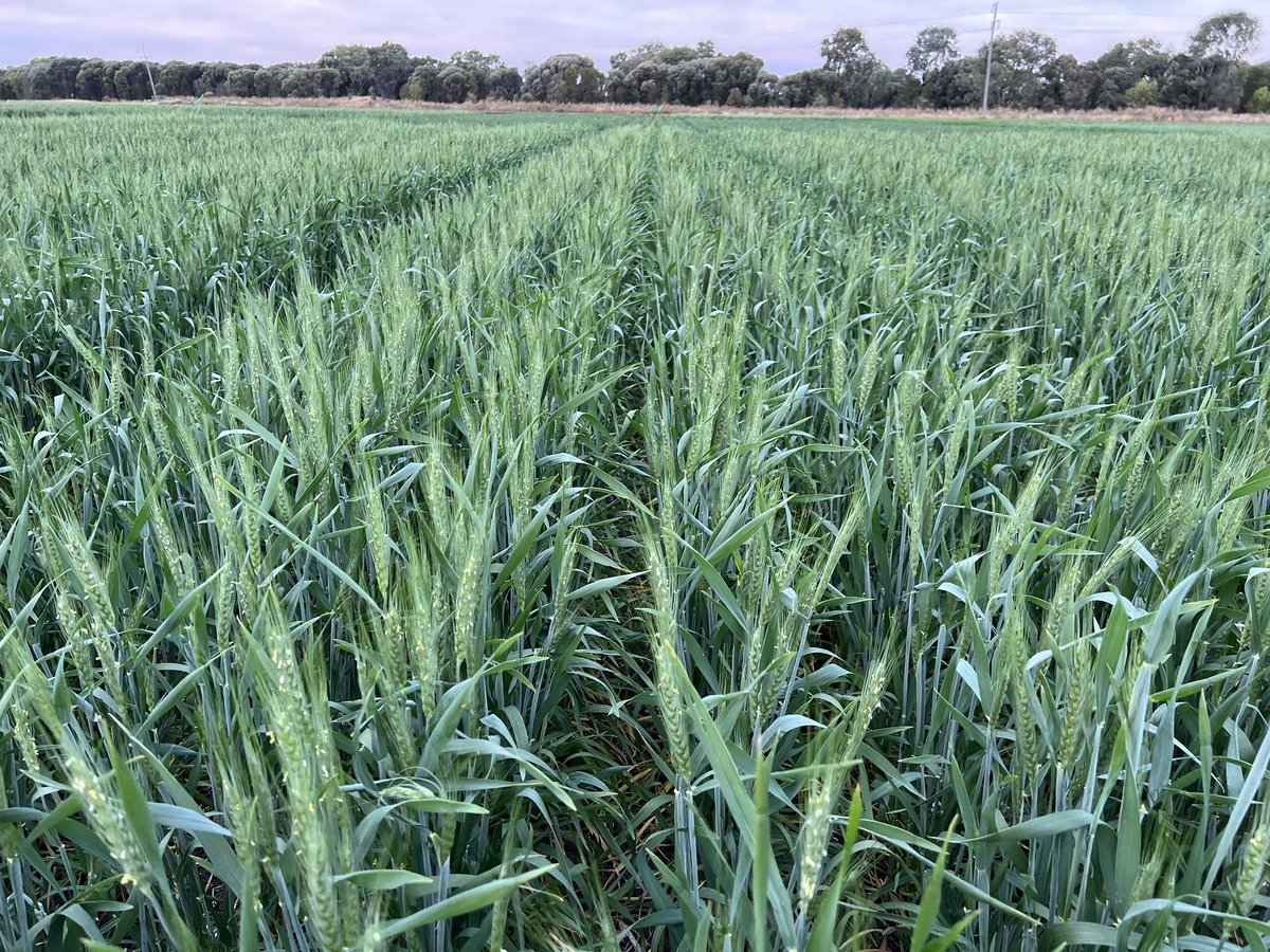 60 Days after sowing in the IWM system, Nothing to see here…😉 <a href="/PhenologyisFun/">Felicity Harris</a> #northernfarmingsystems