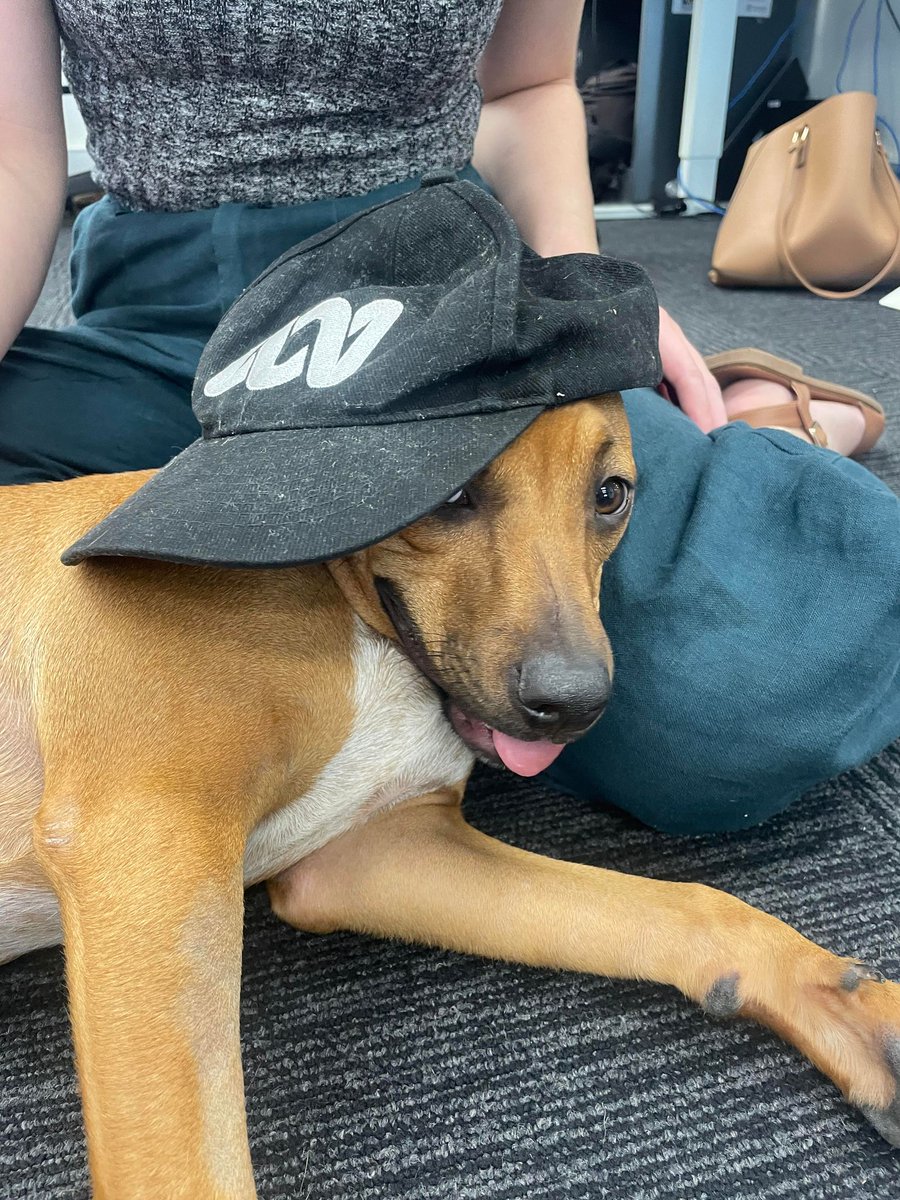 Newshound Roger reporting for duty <a href="/TheMounterMail/">Brendan Mounter</a>