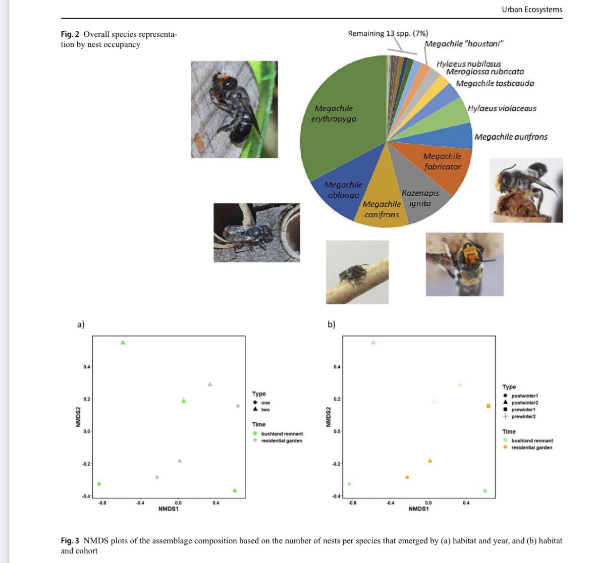 Dr Kit Prendergast (@beebabette) on Twitter photo Years in the making, my paper on #beehotels from my #phd is published ! Find out about how effective they are, which #bees use them & more here:
link.springer.com/article/10.100…
<a href="/CostasGarden/">Costa Georgiadis</a> #savethebees #ozpollinators #urbanecology #WomenInSTEM Years in the making, my paper on #beehotels from my #phd is published ! Find out about how effective they are, which #bees use them & more here:
link.springer.com/article/10.100…
<a href="/CostasGarden/">Costa Georgiadis</a> #savethebees #ozpollinators #urbanecology #WomenInSTEM