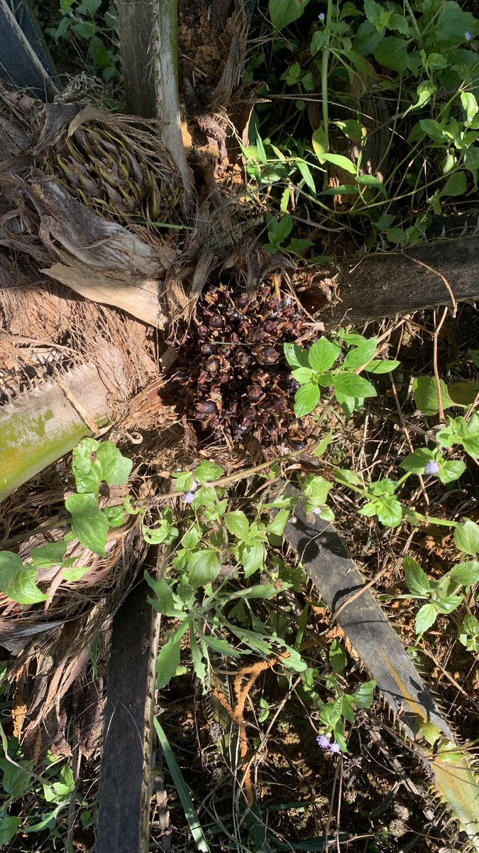 arief_HD's tweet photo. Oil palm baby fruit 😎 https://t.co/veTKlHjGVX