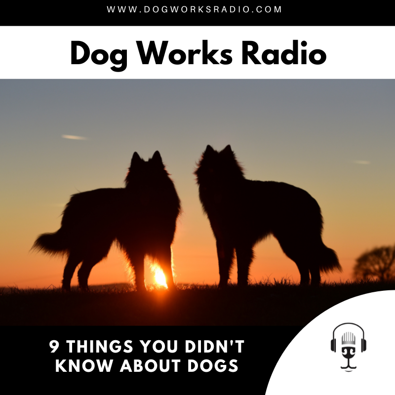 FirstPawMedia's tweet photo. [#Podcast] @micheleforto discusses 9 Things You Didn't Know About #Dogs 

#dogpod https://t.co/uHPwHeJp8H https://t.co/eBiwJkPHGb
