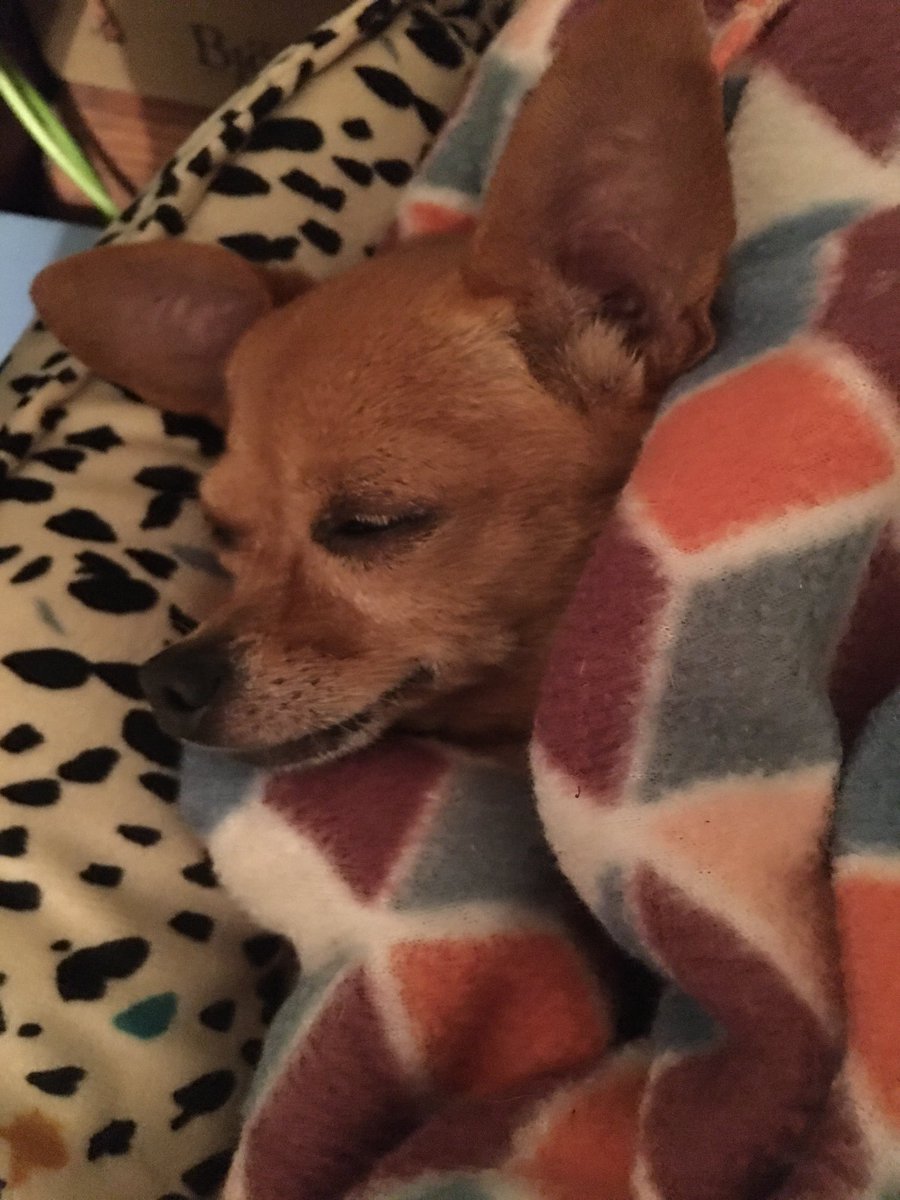 cukisk's tweet photo. Gitana is ready to sleep. https://t.co/pnJL9Ob7Vl