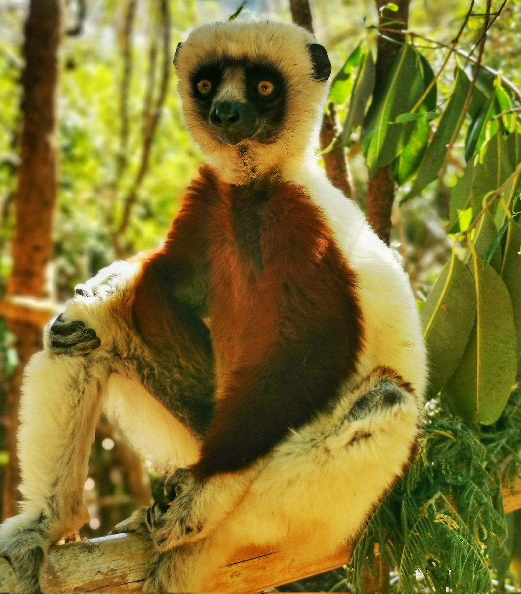 LEMUR adece Madagaskar'da yaşayan bir hayvan türü. Madagaskar büyük bir ada ülkesi olunca mitolojik ülke Lemurya aklım geldi.