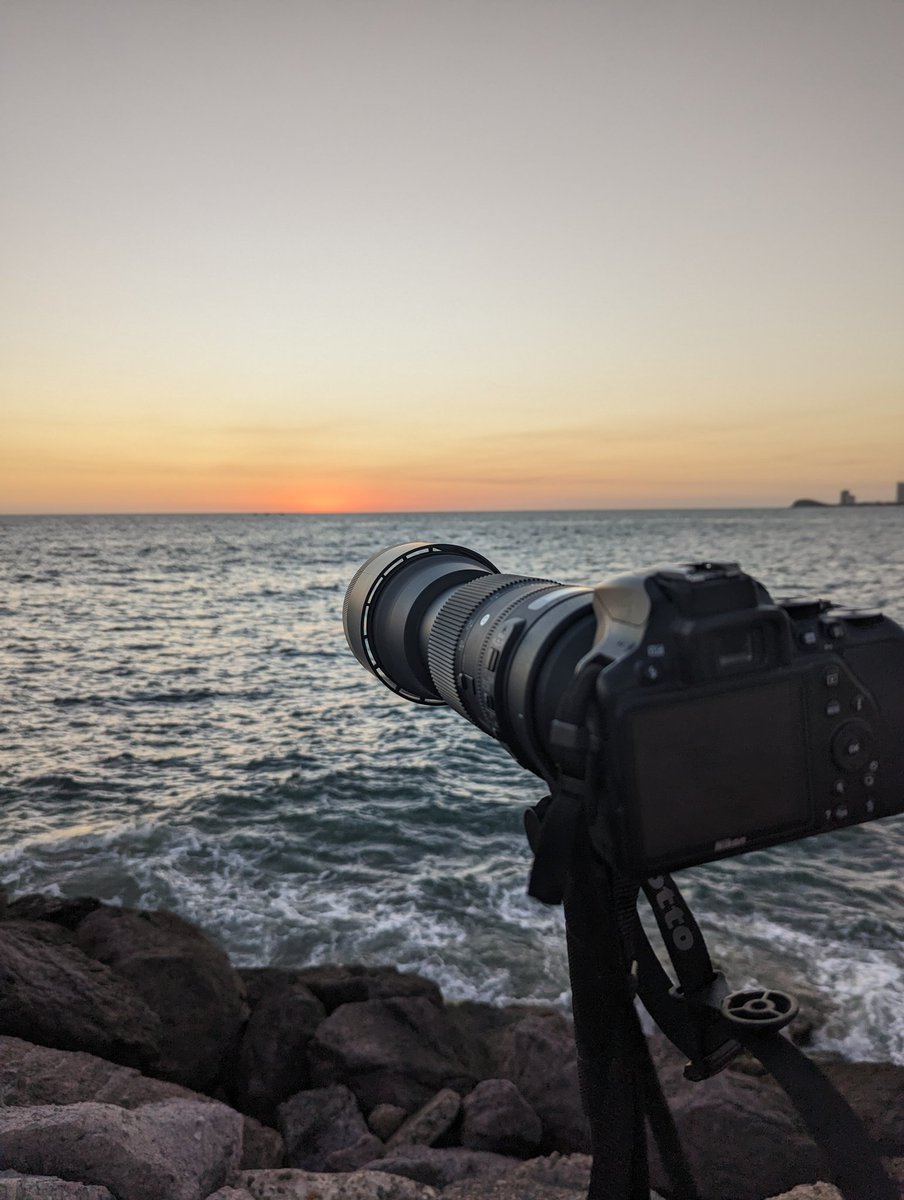 Testing the Sigma 150-600mm (c) with shorebirds! 🏝️🌊🐦