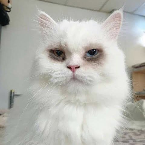 idnft_'s tweet photo. Rise and Shine Fams☀️
Gimana mood Senin kalian??
      🔽                                   🔽
Berusaha melek         Ready to work https://t.co/4wnR1IFVsG