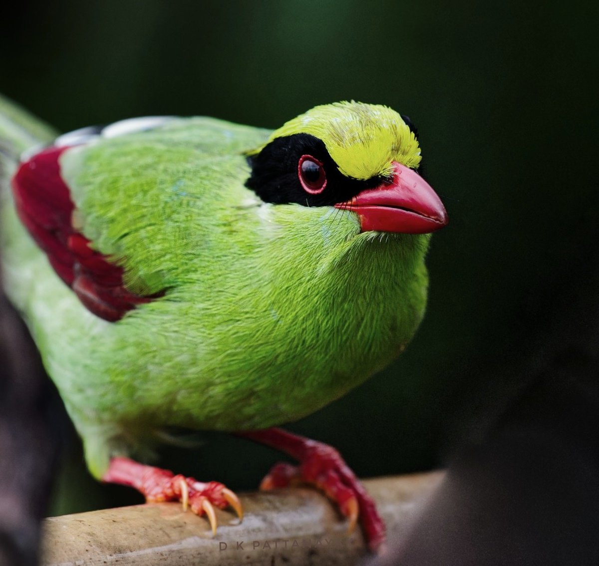dkpattanayak's tweet photo. #VIBGYORinNature
Common Green-Magpie (Cissa chinensis) photographed in #sikkim #india.
#IndiAves #ThePhotoHour #BBCWildlifePOTD #natgeoindia #birdsofsikkim https://t.co/88RGvXkHnp