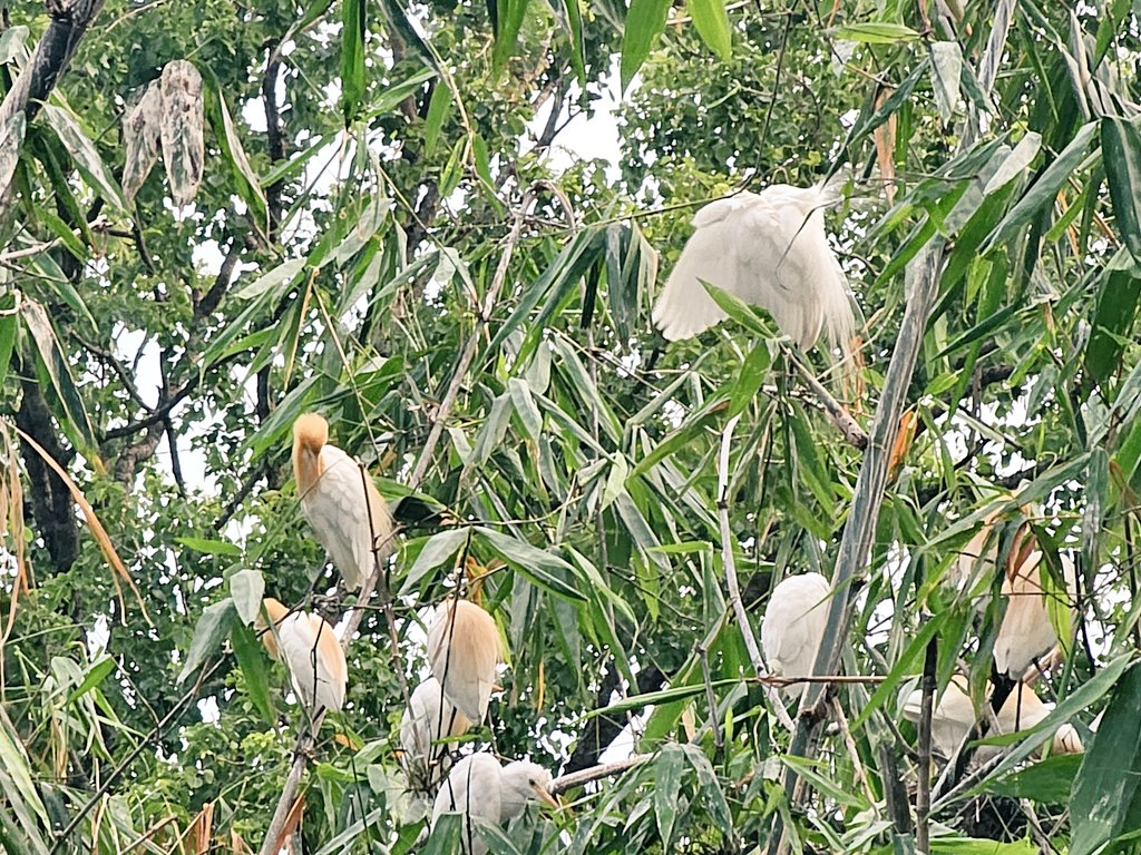 youbrajbasnet's tweet photo. #Cattle_Egret #Pokhara #Phewa https://t.co/g7GEI9FaLv