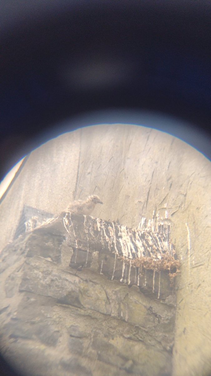 o__olver's tweet photo. There are baby gulls on our chimney, I like hearing them cheeping for food but they are quite stinky! #30DaysWild https://t.co/Om04RfZ04Y