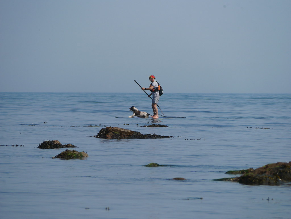 livingbythwater's tweet photo. Paddleboarding dog #whitleybay #dogsofwhitleybay #paddleboard #paddleboardingdog
#livingbythewater https://t.co/8GWGLlyq8i