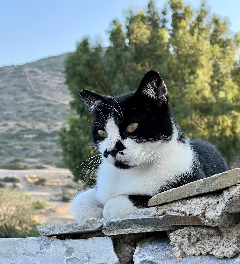 Meet beautiful Charlie, a spayed female who lives in the hilltop cat colony and is one of the Aegean cats our kind volunteer cares for.
You can help the #cats on Iraklia by donating now to fund vital medicines, neutering and food. Purr!
#CatsAreFamily 
gofundme.com/f/cats-of-irak…