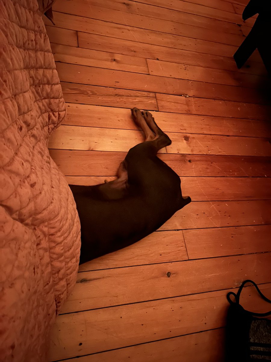 CardiacB's tweet photo. @dkirch888 Her ball went under a bed https://t.co/JjMj5kPwEU