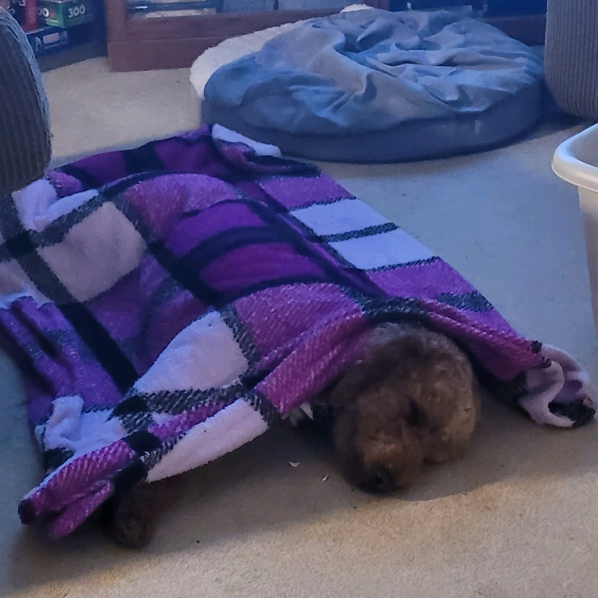 holmestrip's tweet image. Pup couldn't settle, covered w/a blanket &amp;amp; he's out in mins &amp;amp; after 15 Adorable! 😴🐶  #goldenDoodle #onalert #Sleepytime