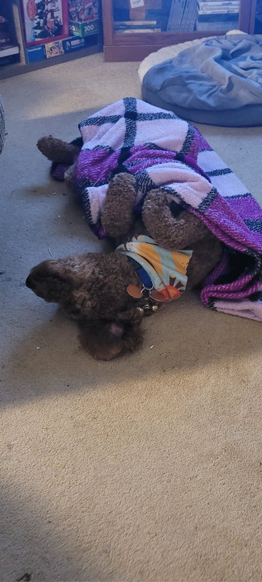 holmestrip's tweet image. Pup couldn't settle, covered w/a blanket &amp;amp; he's out in mins &amp;amp; after 15 Adorable! 😴🐶  #goldenDoodle #onalert #Sleepytime