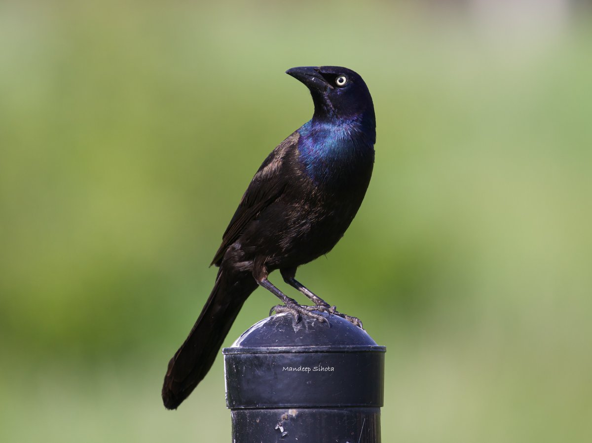 Grackle photo shoot😊 #birds #birding #birdsinwild #birdphotography #Smile #Twitterbirds #birdsoftwitter #IndiAves #Twitternaturecommunity #Canon #Twitternaturephotography #Grackle #Canonphotography #ShotonCanon