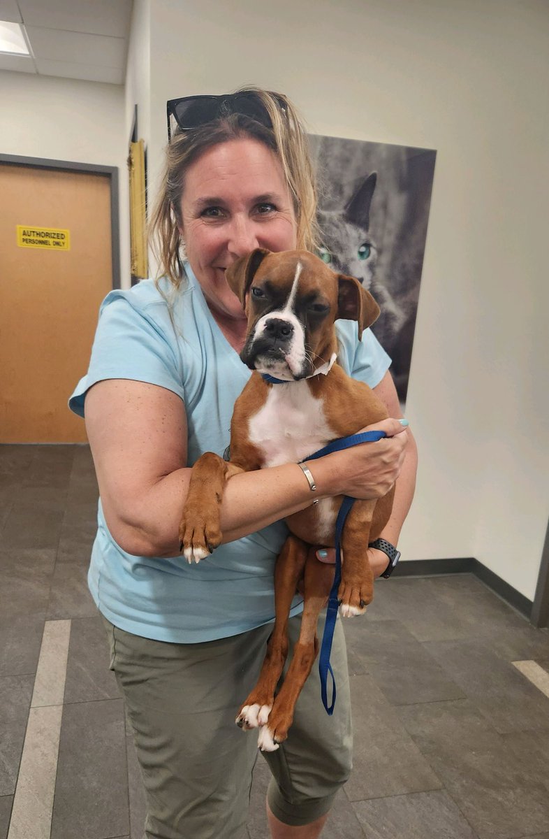 Phoebe is on her way to foster in RI.This pup had surgery to remove a cyst off her spine so she can walk. We’re hoping it allows her nerves to regain her bowel control.🙏This pup is lucky to have gotten out alive. #boxerpuppy #hero #fostermom #boxerdogs #puppiesoftwitter #rescue