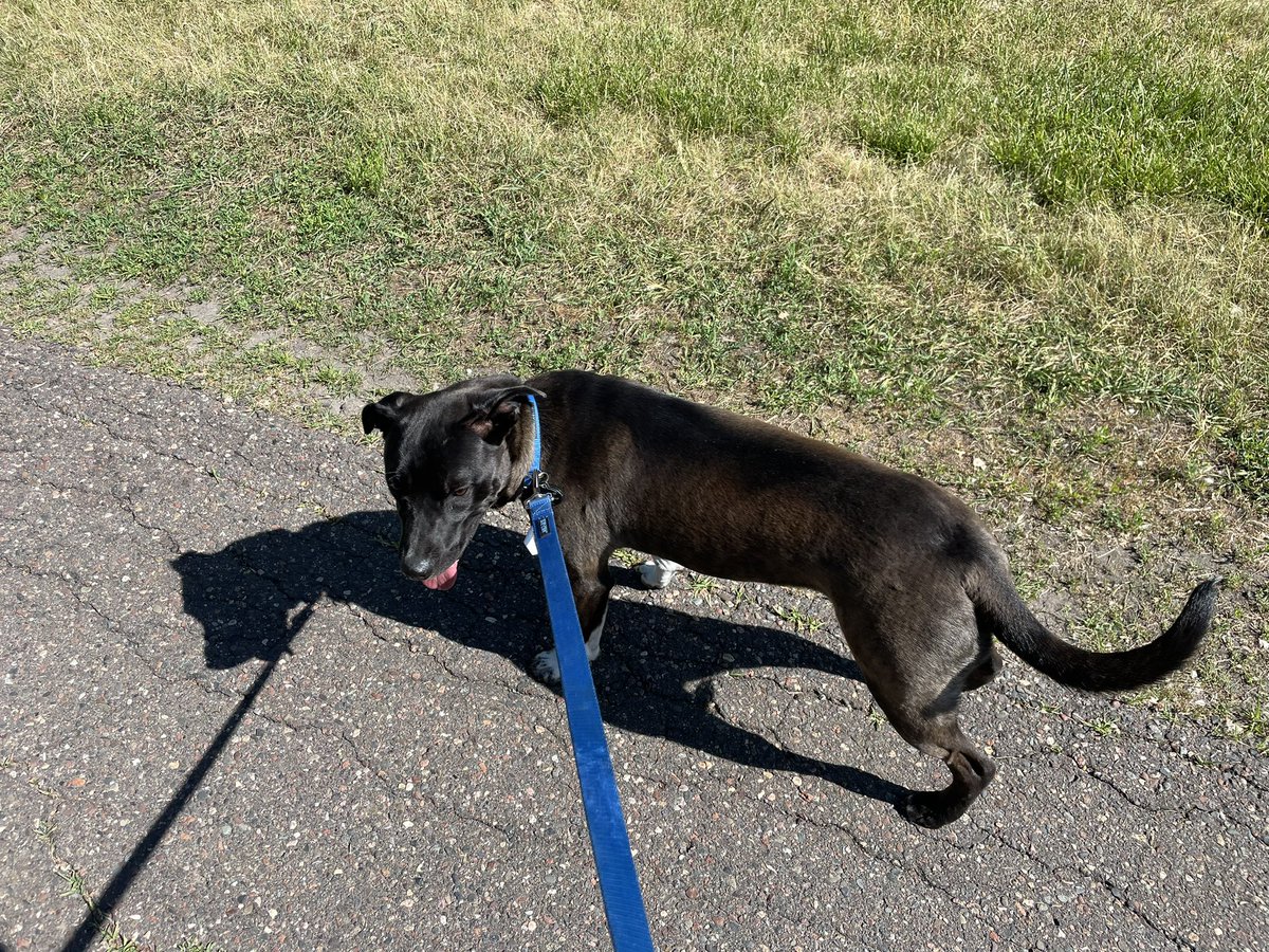 AgentUlland's tweet image. Nice cool day here in St. Paul, Minnesota. Went for a quick run after walking the dogs. 

#WorkoutSunday 
1.32 miles
11:12 minutes