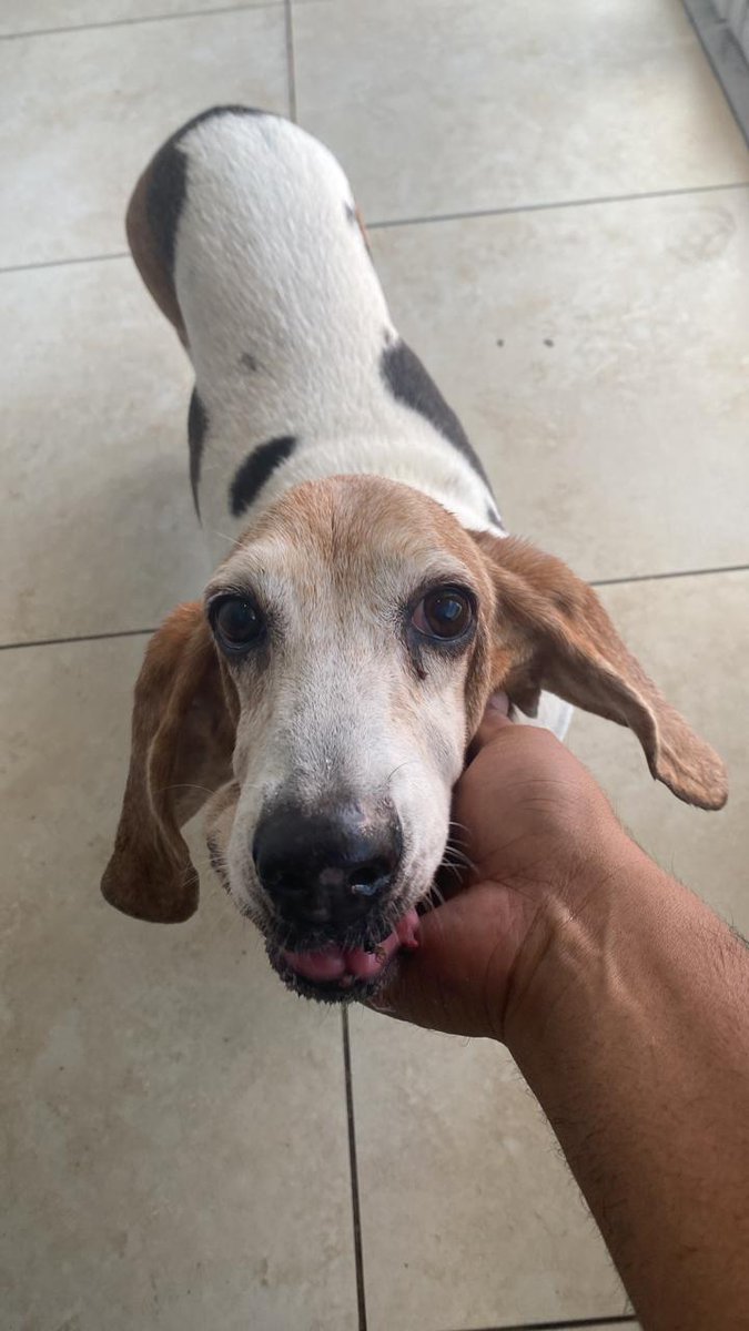 jirepty's tweet photo. @BrisasdelGolf <<<SERVICIO SOCIAL>>>> Está perrita llegó deshidratada pidiendo ayuda a un comercio cerca de autocentro, la mantienen en el lugar en espera de su familia, si alguien la reconoce comuníquese al 6506-6322 https://t.co/AlCjpSFWSt