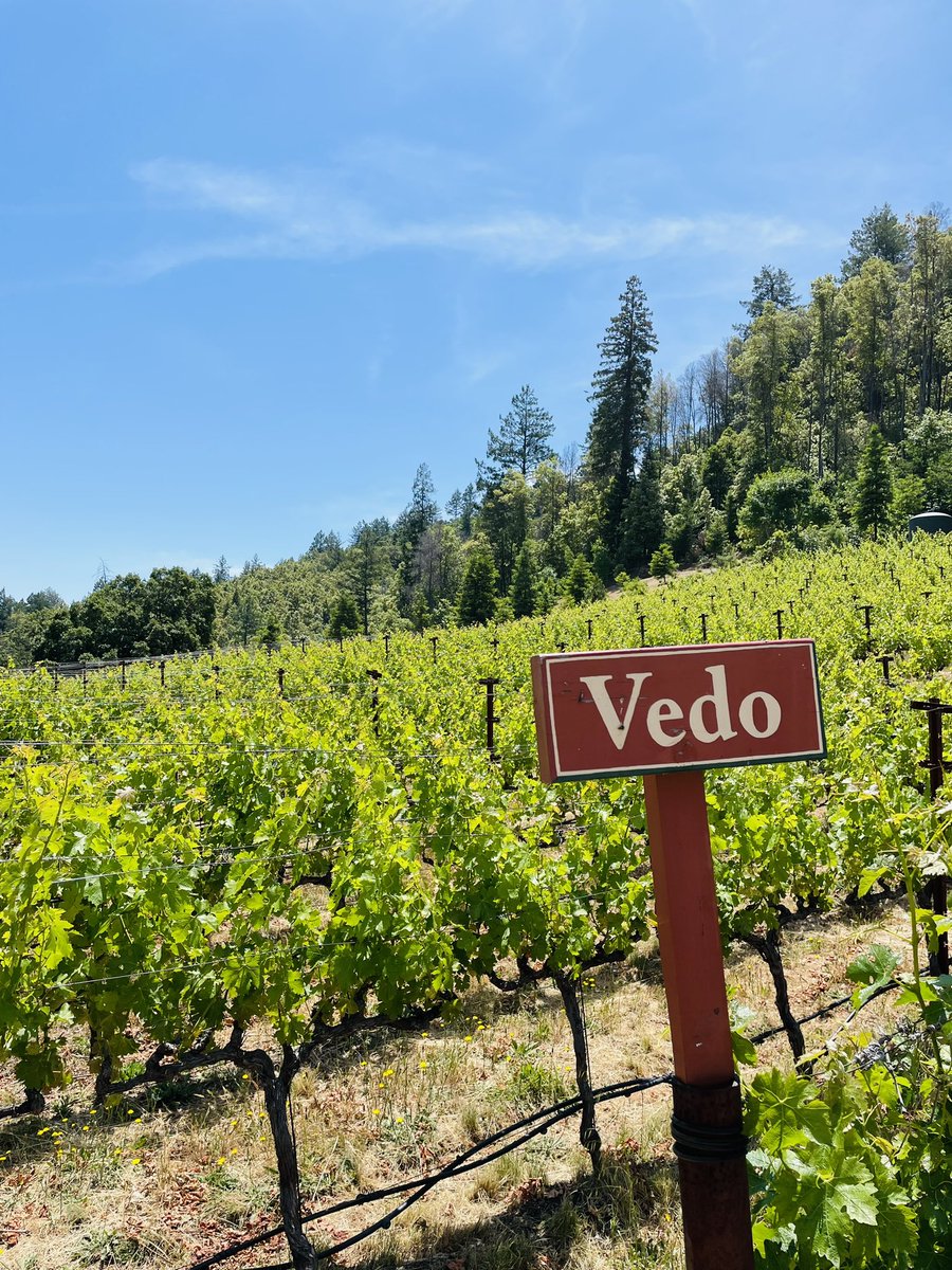 Private lunch at #ClifFamily started with a morning hike through their Cold Springs and Croquet vineyards on #HowellMountain followed by a delicious lunch with perfectly matched pairings of their Howell Mountain Cabernets. 
#NapaValley #Wine