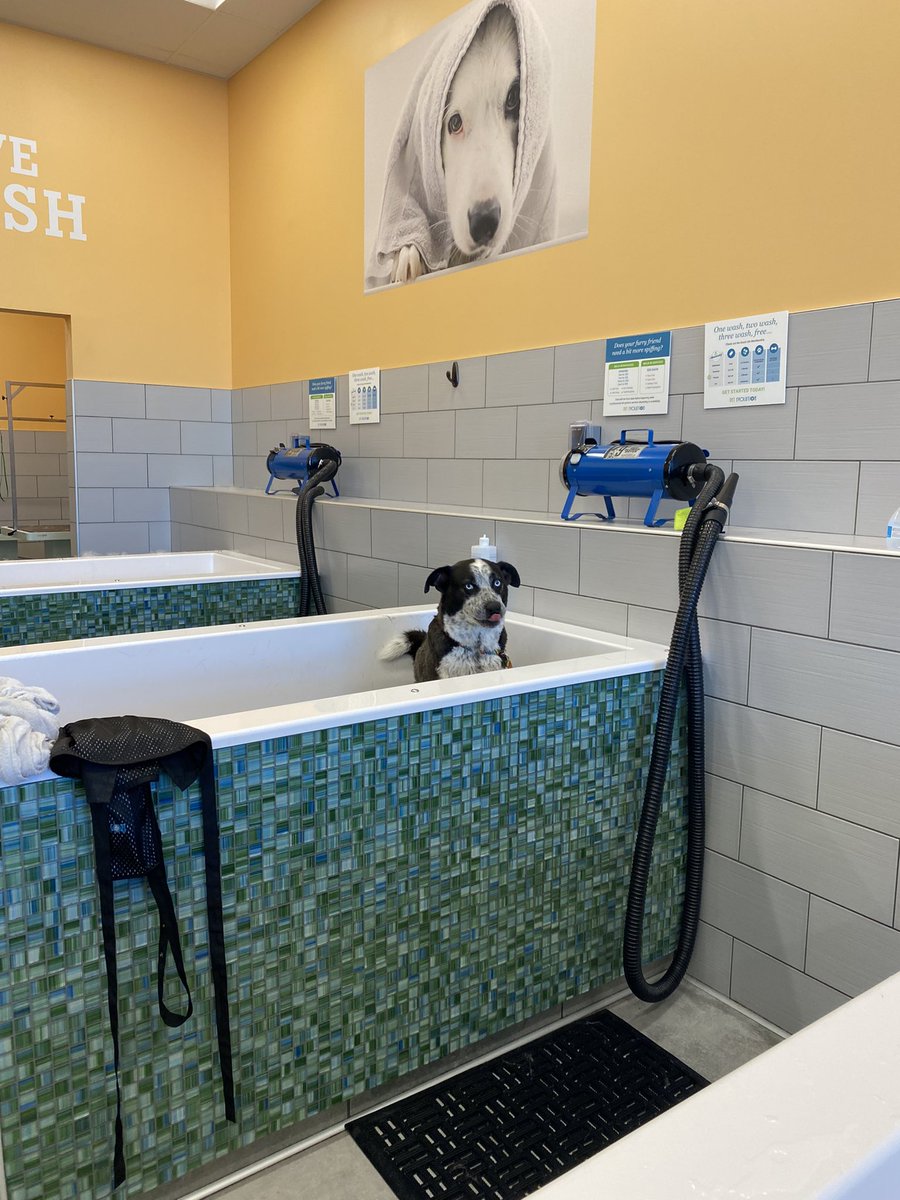 friskymedium's tweet photo. Took our very sandy dog model for a bath and some smiles at @pet_evolution https://t.co/9JC5ozcljW