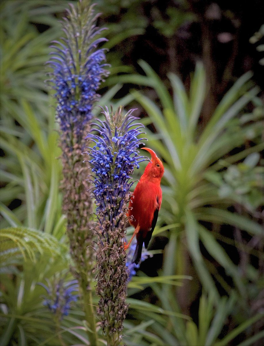 Nature_Is_Lit's tweet photo. 🔥 ‘I’iwi drinking nectar from a Lobelia Grayana - Threatened Hawaiian Bird https://t.co/XWKAziPnSp https://t.co/abnrnTRiQc