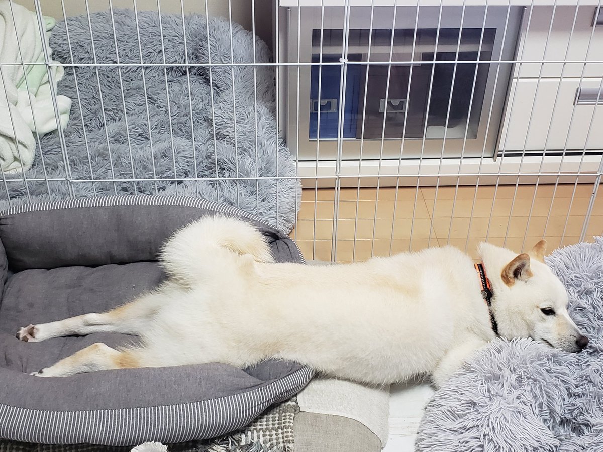 Luna45068424's tweet image. 犬ですよね？？