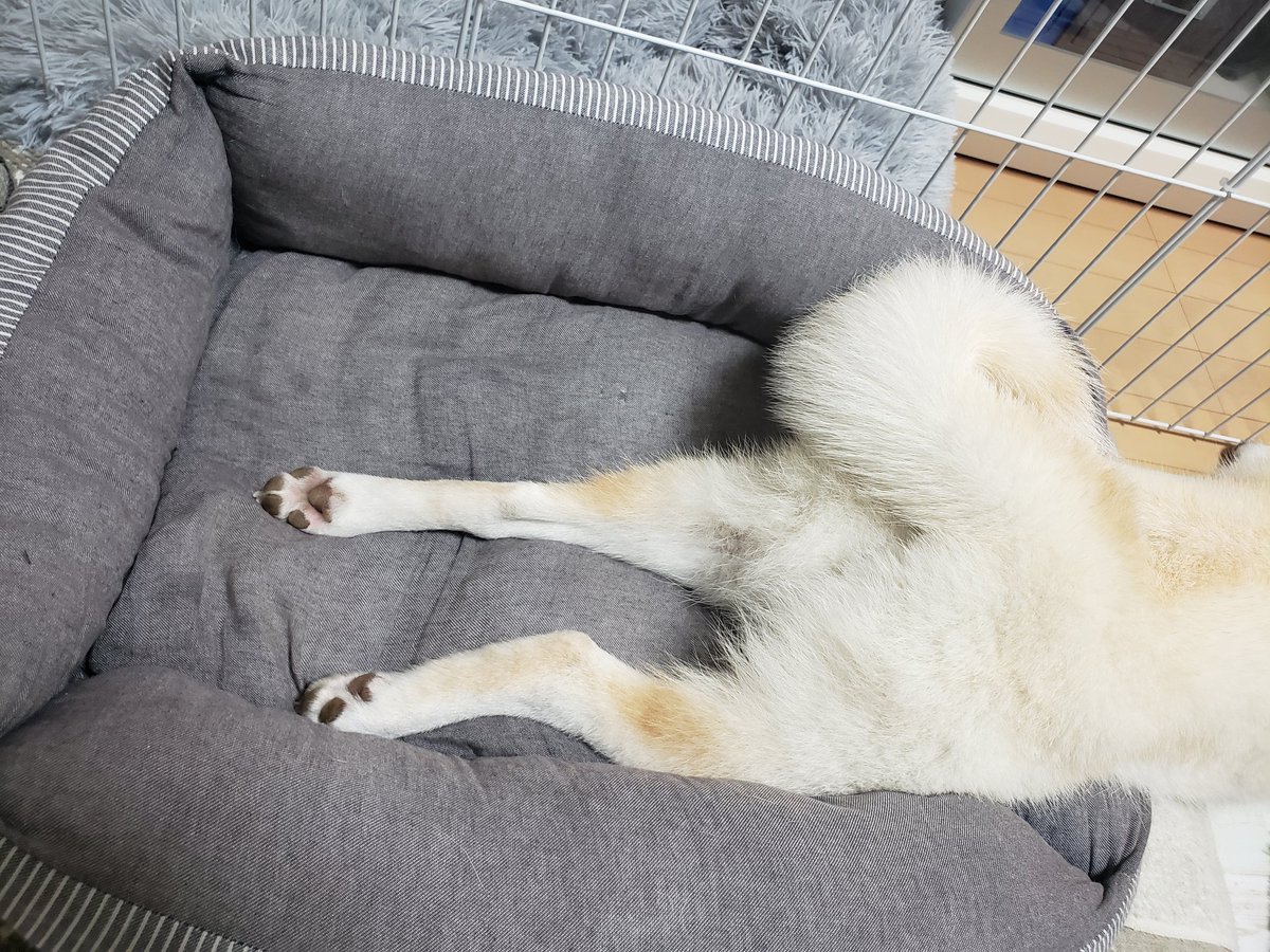 Luna45068424's tweet image. 犬ですよね？？