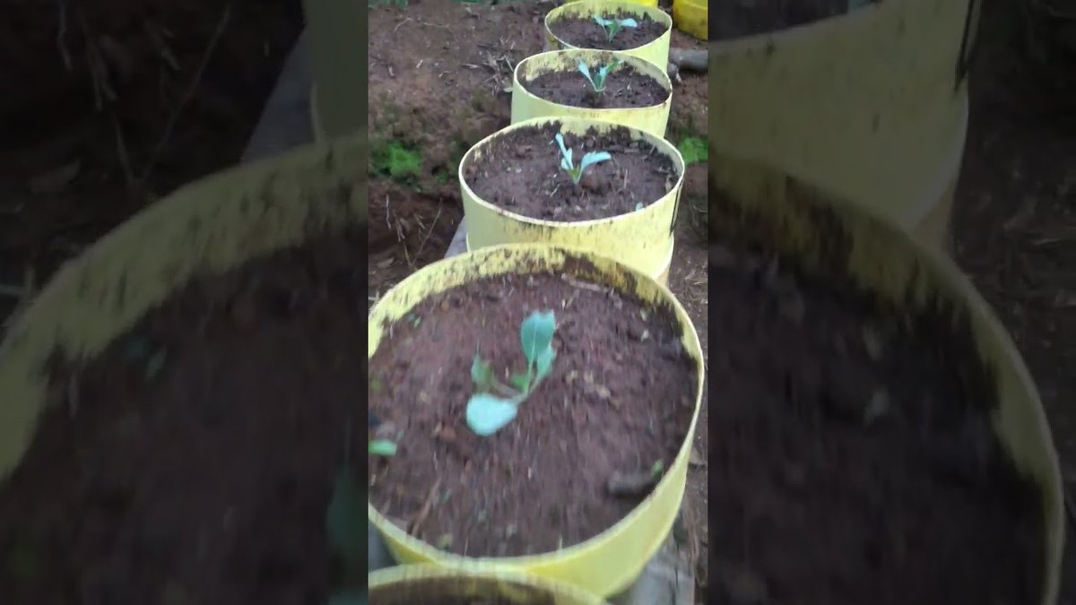 how to plant cabbages in a container #garden #container #shorts
 
#ContainerGarden #ContainerGardening
 
allforgardening.com/506697/how-to-…