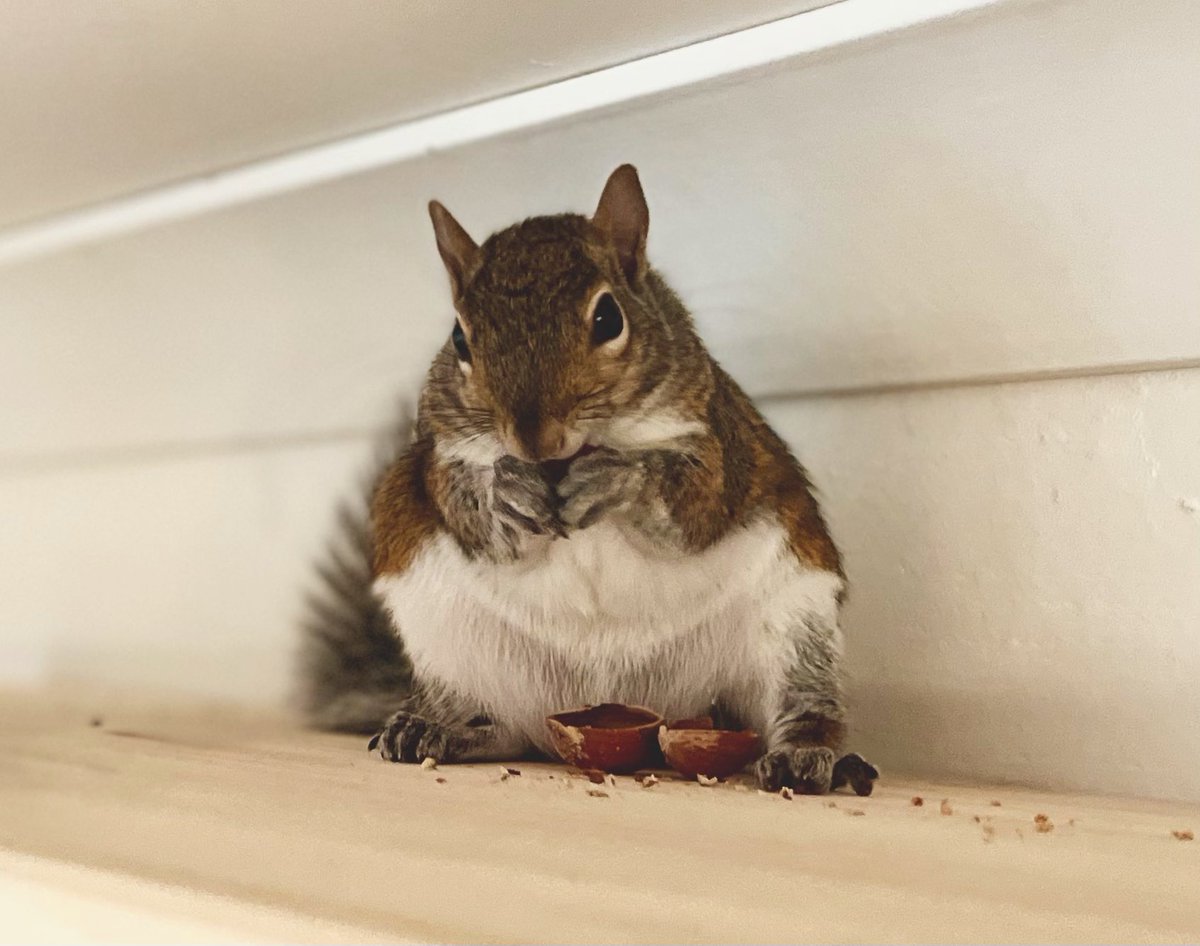 What if we ate hazelnuts on top of the shelving?