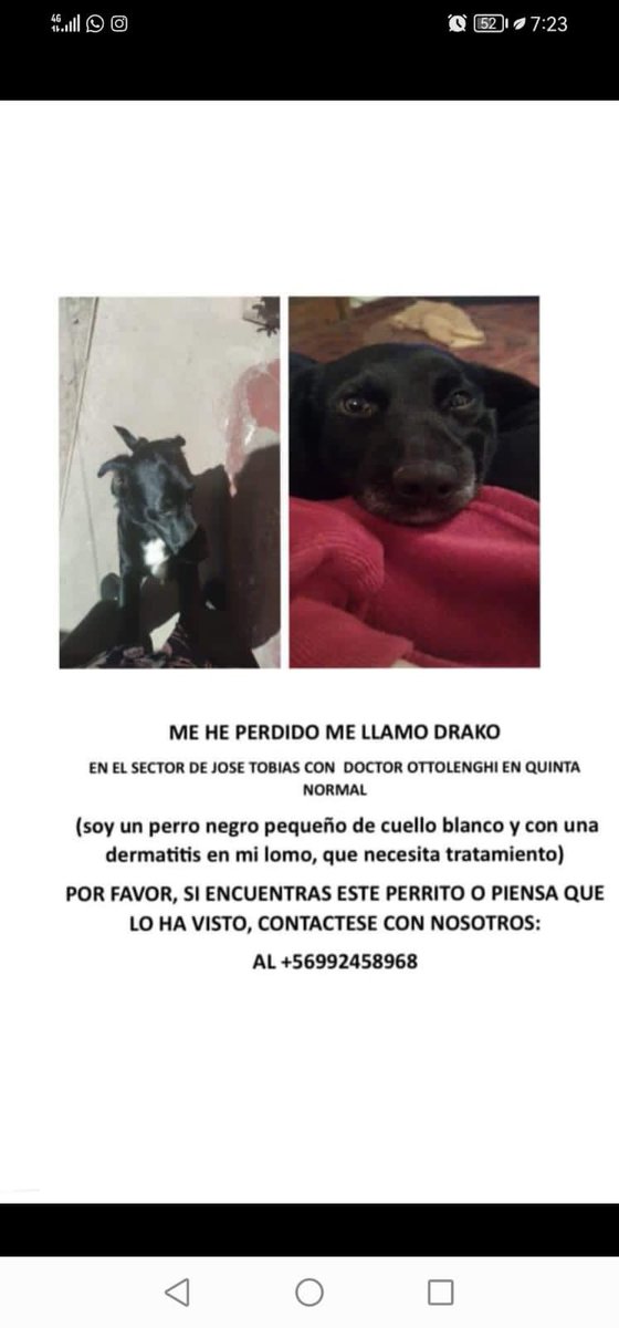 Protección Animales tweet media