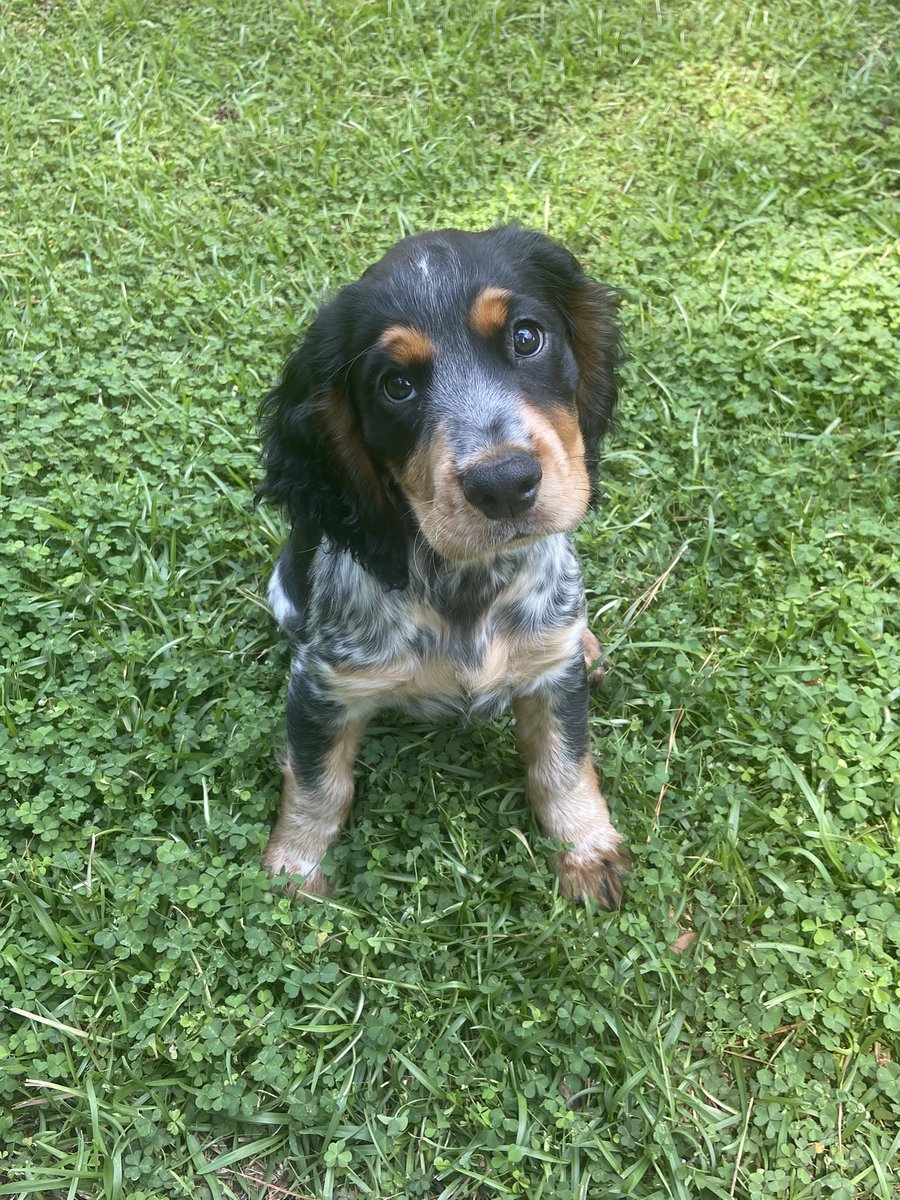 WhitLovinggood's tweet photo. Meet the newest member of the family, May. It’s been 15 years since I’ve had a puppy. Man, they are a lot of work! Good thing she’s cute. #englishcocker https://t.co/nKCcqh3h4g