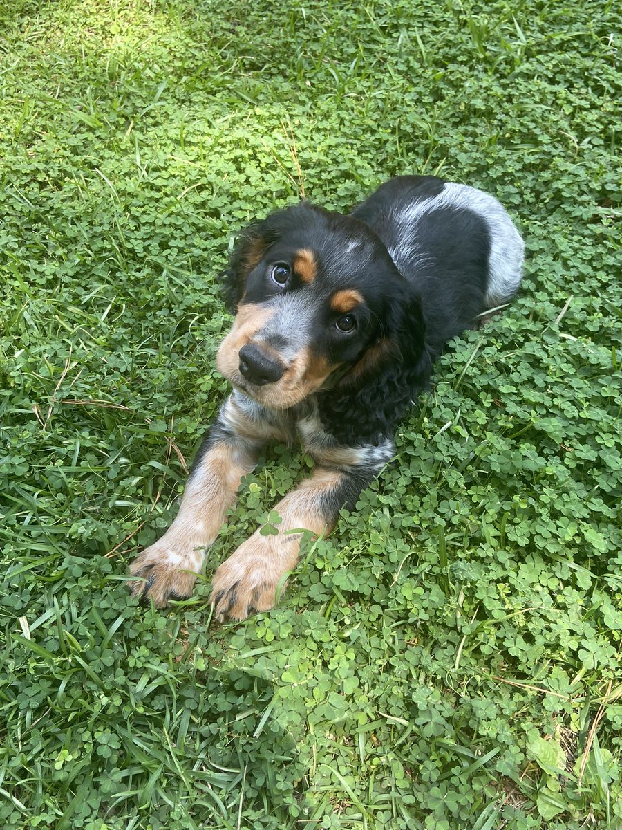 WhitLovinggood's tweet photo. Meet the newest member of the family, May. It’s been 15 years since I’ve had a puppy. Man, they are a lot of work! Good thing she’s cute. #englishcocker https://t.co/nKCcqh3h4g