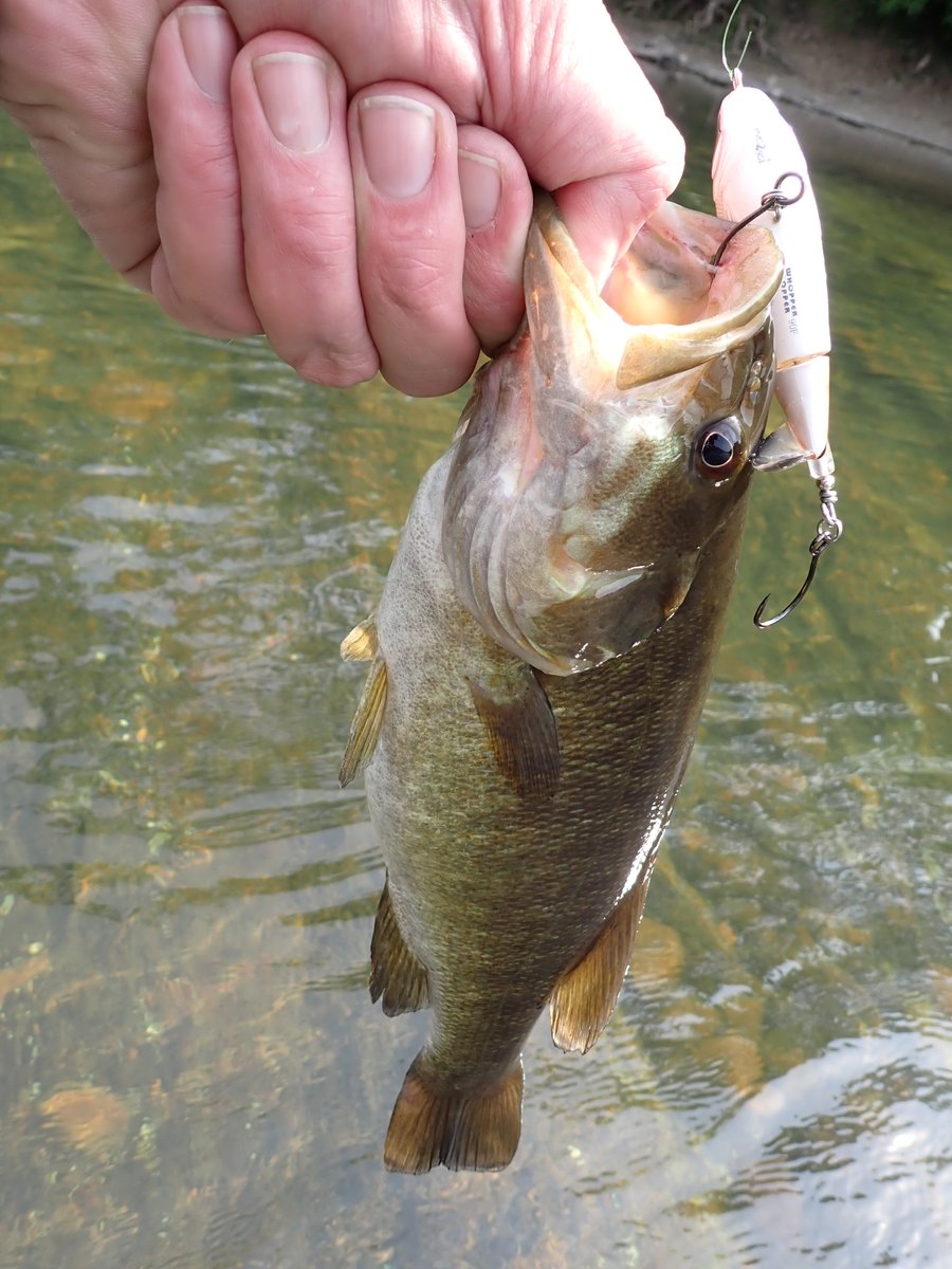 Another productive weekend catching some Potomac River #smallmouthbass. 

#whopperplopper
#zarapuppy
#reactioninnovations
#littledipper

inreeltimefishing.blogspot.com/2023/06/fishin…