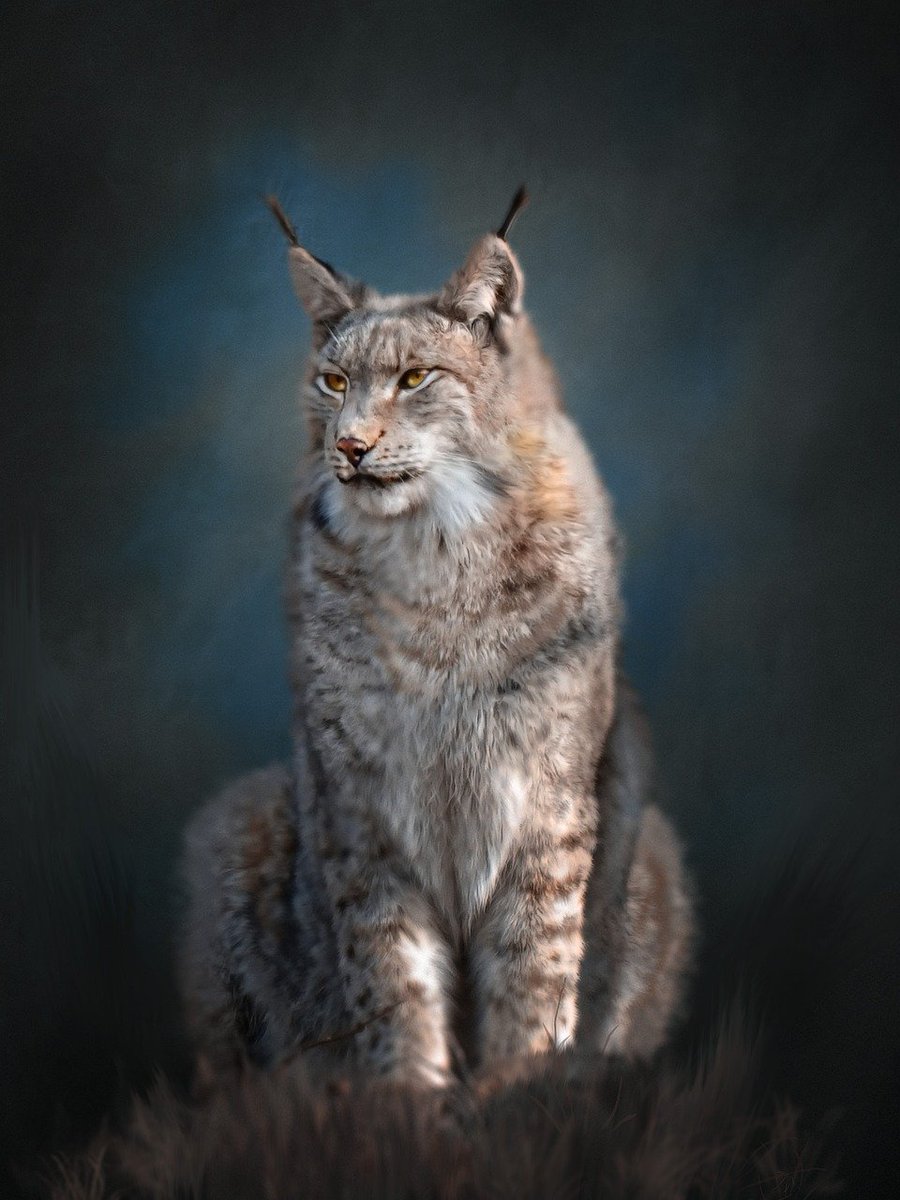 ZambeziImpact's tweet photo. June 11th is International Lynx Day. The Eurasian Lynx and its smaller cousin, the Iberian Lynx, are some of the most endangered animals in Europe due to the high rate of poaching and fragmentation of habitats.  #lynx #antipoaching #wildlifeconservation https://t.co/zLBg3pHOAp https://t.co/JJpOEp6jof