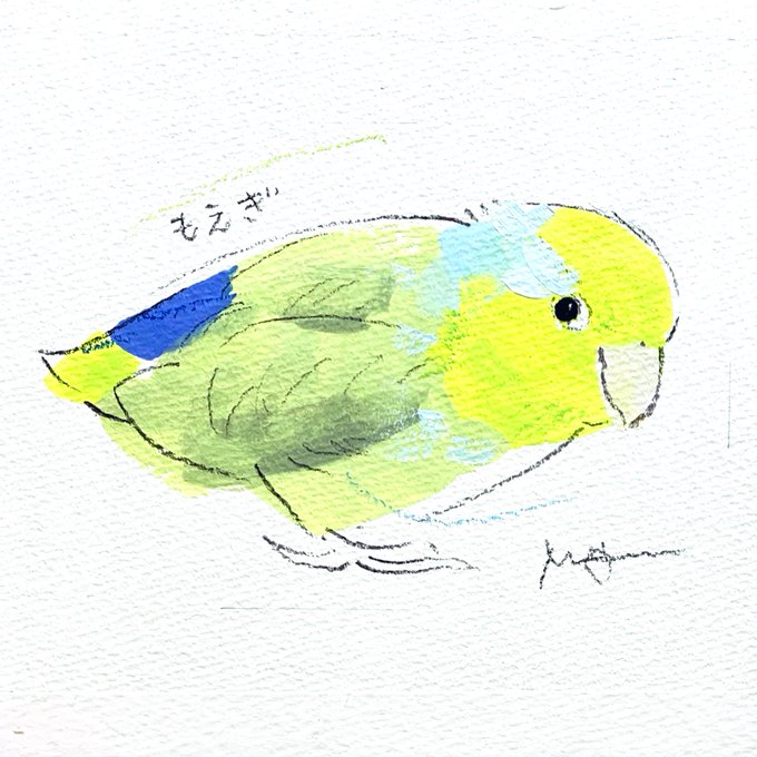 描かせていただいた オーダーイラストのご紹介 鮮やかな萌黄色のマメルリハさん #小鳥ガーデン