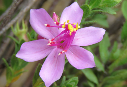 Phytotaxa updates tweet media