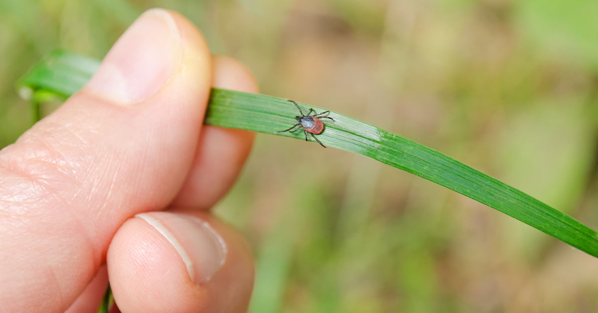 ParkviewHealth's tweet photo. Warmer temperatures and tall grasses are a perfect recipe for ticks. Here's what you need to know about avoiding, checking for and removing these problematic parasites. https://t.co/cQI5fWppBV
#ticks #tickseason #tickprevention #ticktips https://t.co/RsUqirchmq