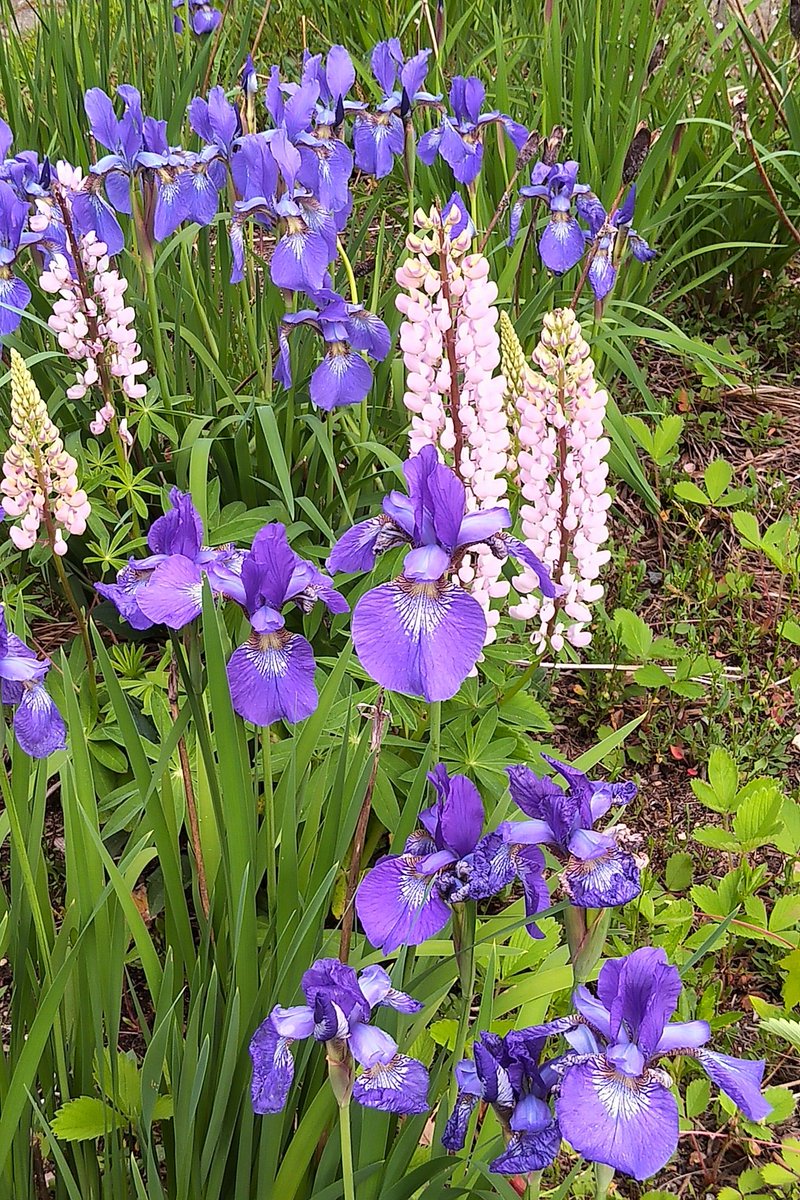 Purple irises and pink lupines - middle of New Hampshire. Note wild strawberries on the right. Pulling those out. Lovely day!