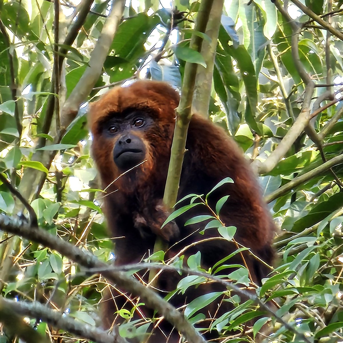 Andrektb76's tweet photo. Final de semana foi de fotografar a fauna da região Sul, mais precisamente no interior do município de General Câmara/RS. Estes são os #bugios . Preserve-os 🌱🐒 @SamsungBrasil #ShotOnSnapdragon https://t.co/F4dI85XJsr
