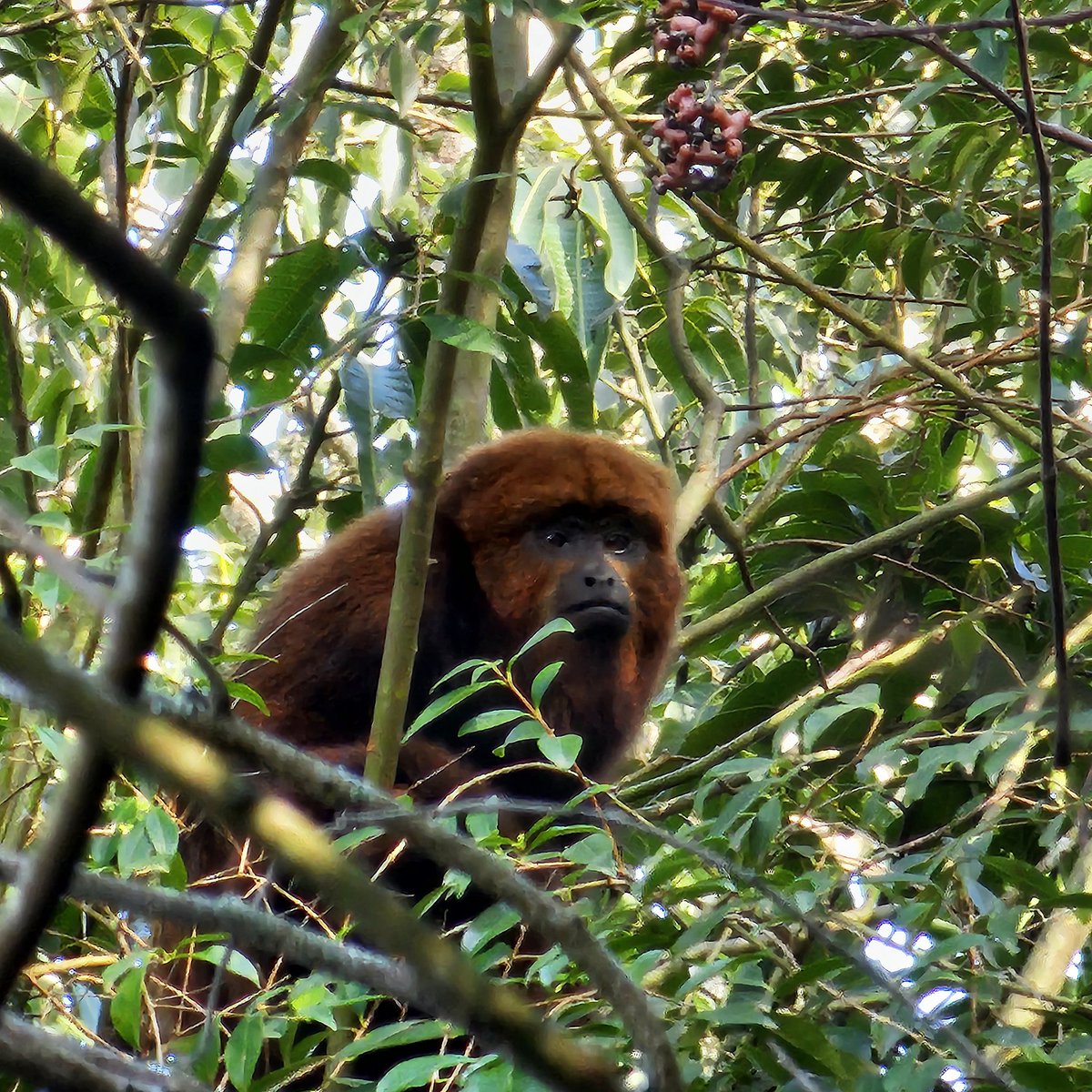 Andrektb76's tweet photo. Final de semana foi de fotografar a fauna da região Sul, mais precisamente no interior do município de General Câmara/RS. Estes são os #bugios . Preserve-os 🌱🐒 @SamsungBrasil #ShotOnSnapdragon https://t.co/F4dI85XJsr