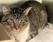 THERE ARE NOW 40 ANIMALS (8 CATS &amp; 32 DOGS) :( AT RISK FOR TUESDAY 6/13/23 DEADLINE IS NOON. PLEASE SHARE, FOSTER, ADOPT, TAG FRIENDS, POST TO SOCIAL MEDIA SITES, PLEDGE TO HELP SAVE THEIR LIVES. NEW PHOTOS newhope.shelterbuddy.com/animal/list