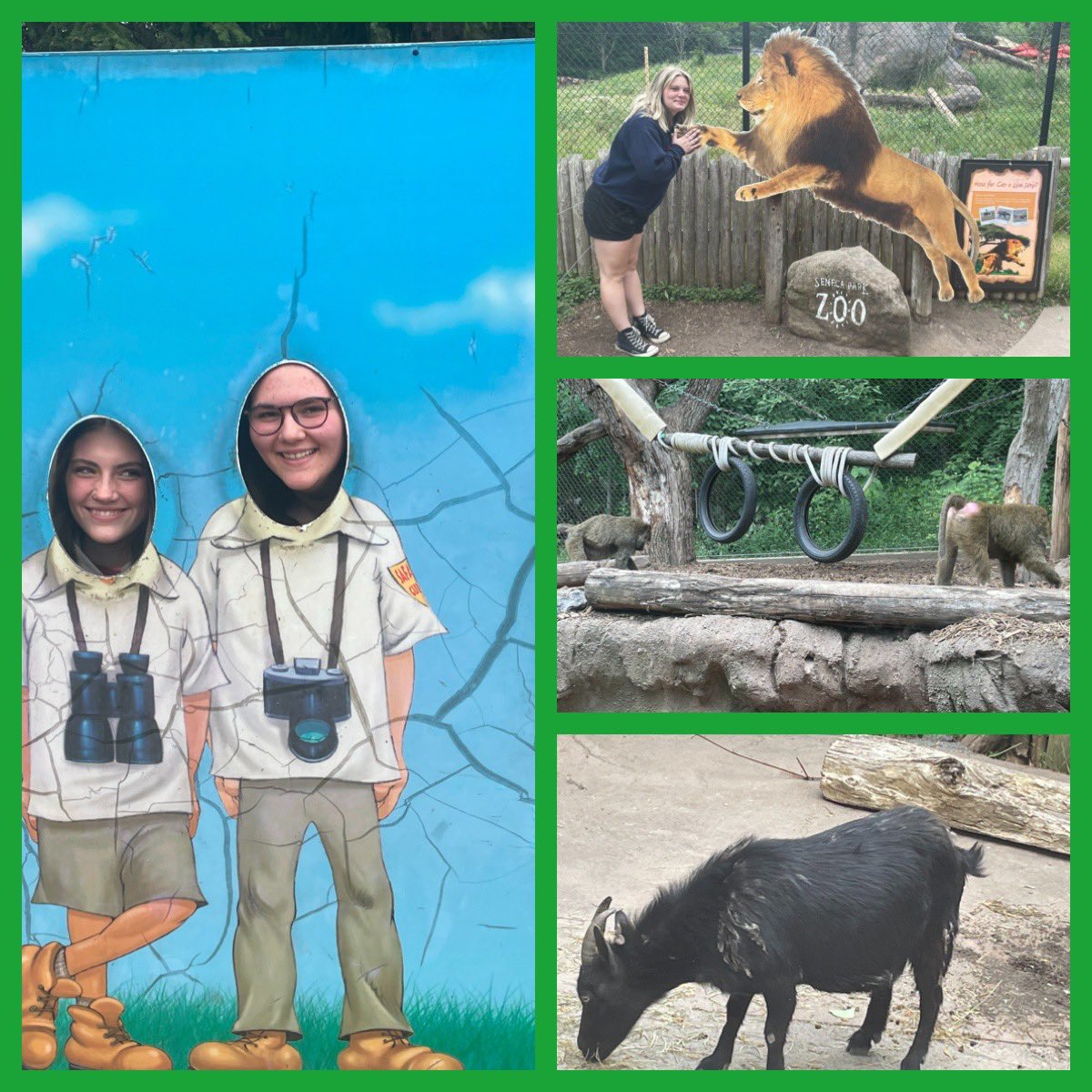 rcsdlibrarian's tweet image. A nice night for the RCSD Wellness Night @ the Seneca Park Zoo! 🦁 🐘 🐯 @RCSDNYS #RCSDZOOEVENT