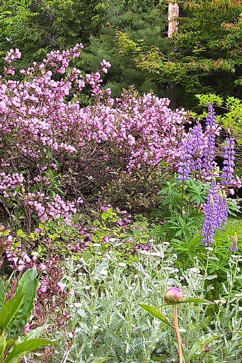 Hummingbirds hovered all day over the wygeleia!