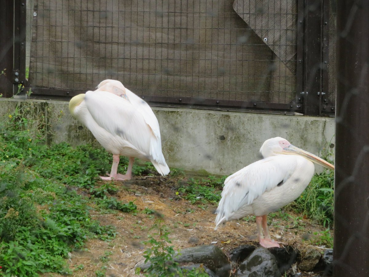 #モモイロペリカン
#東山動植物園