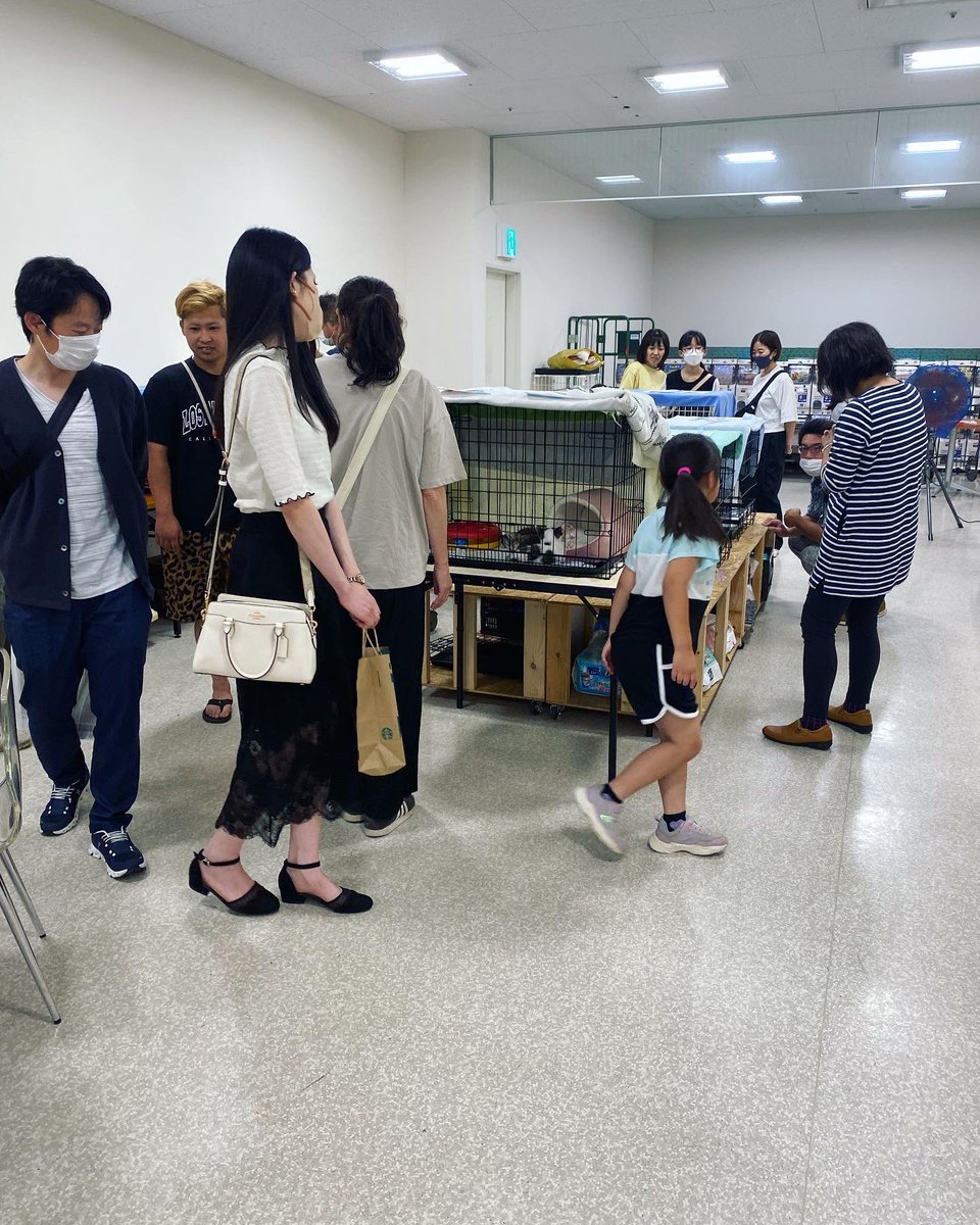 goeeens's tweet photo. 無事に譲渡会が終了いたしました🐱

今回もたくさんの皆様にご来場いただきました。

迎えるにあたりどうしたら良いかなどの質問が多く、その対応に終われましたが変わってきたかな？と感じます。

本当にありがとうございました。

引き続き宜しくお願いいたします。

#保護猫　#千葉県 https://t.co/5ZWl4w4p4J