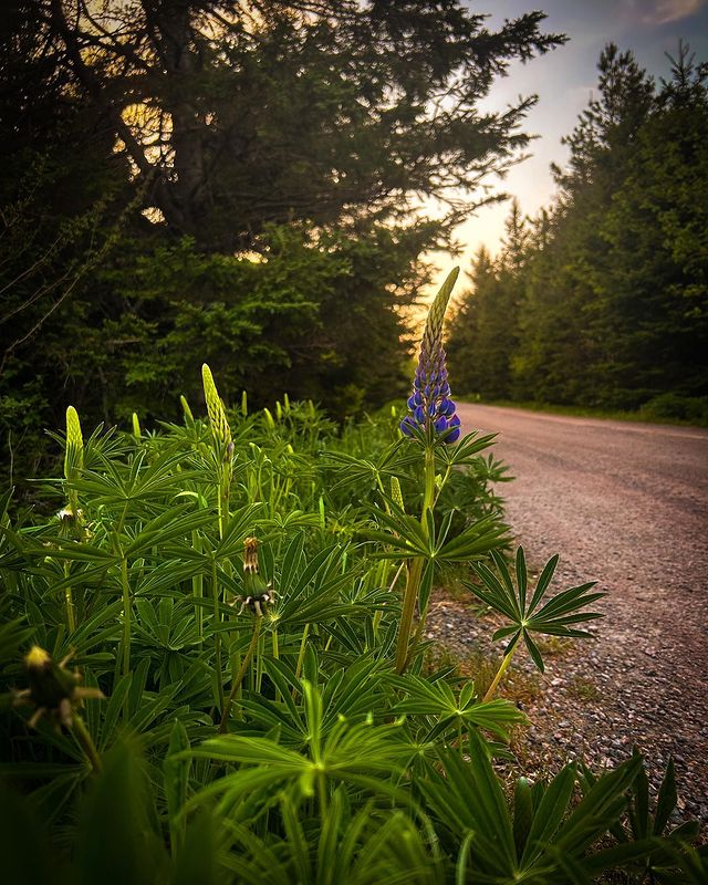 WelcomePEI's tweet photo. Ready to bloom 😍 💜 

📸 IG | capturingpei https://t.co/nu5od2OHmZ