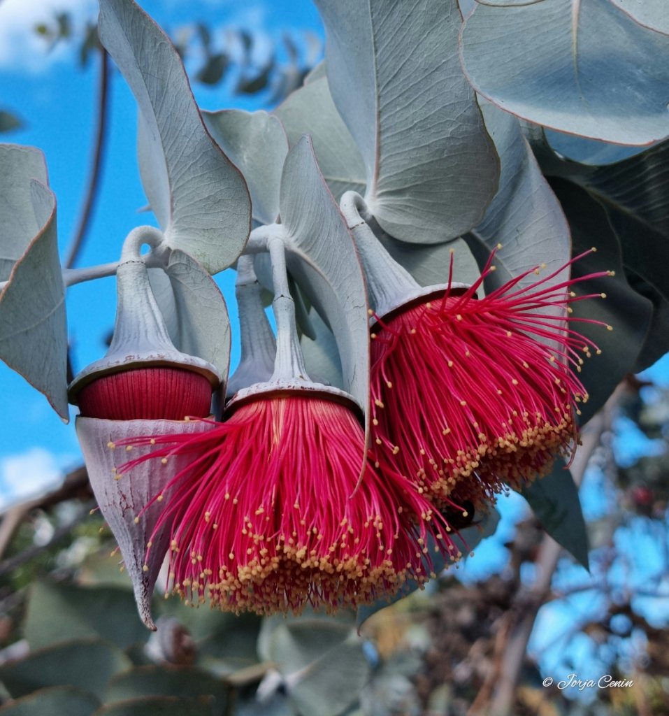 Eucalyptus rhodantha ❤️ #wildflowerhour #flowers #beautiful
